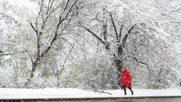 A woman makes her way through a spring snowstorm in Edmonton on Wednesday, May 6, 2015. 