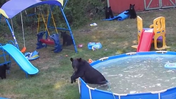 Bears in Backyard Pool