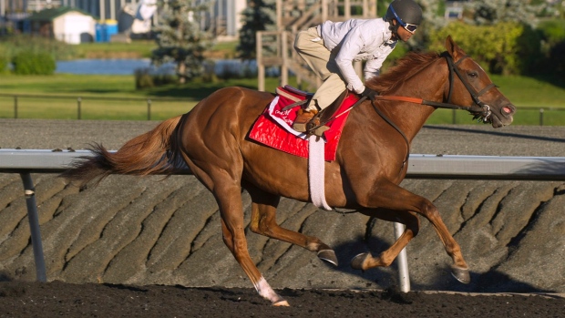 Trade Storm comes on in deep stretch to capture Woodbine Mile race Article Image 0, The Canadian Press Trade Storm comes on in deep stretch to capture Woodbine Mile race Article Image 0