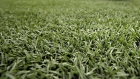 Ravens will be switching from artificial turf to natural grass in 2016