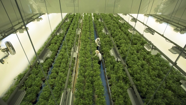 Canopy Growth Tweed, CP Images Canopy Growth Tweed