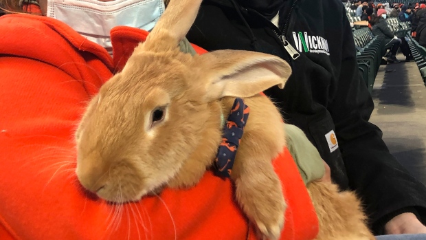 Alex the Bunny, The Canadian Press Alex the Bunny