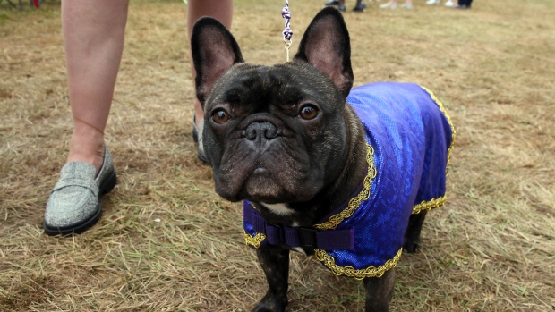 Splash french bulldog, The Canadian Press Splash french bulldog