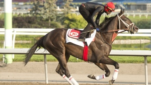 Velocitor wins 88th Prince of Wales Stakes at Fort Erie