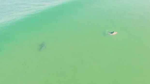 Drone captures footage of sharks swimming under oblivious surfers - TSN.ca