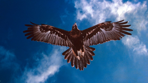 Wedge-tailed eagle