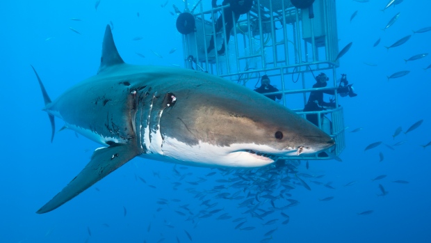 Great White Shark, ullstein bild/ullstein bild/Getty Images Great White Shark