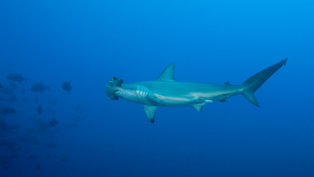 Hammerhead Shark, ullstein bild/ullstein bild/Getty Images Hammerhead Shark