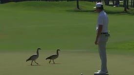 Must See: J.T. Poston misses birdie putt after geese wander onto Hole 7